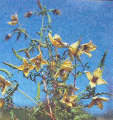 Клематисы - _60eh.jpg