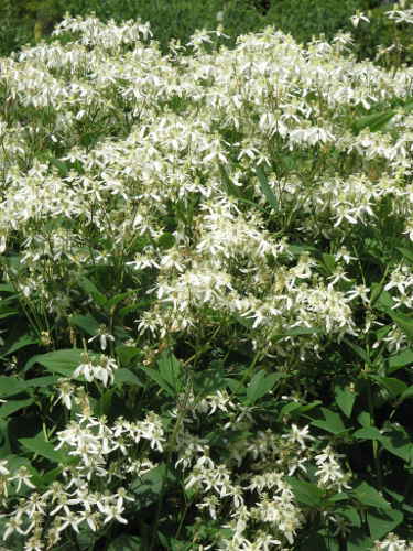 Клематисы - _62eh.jpg