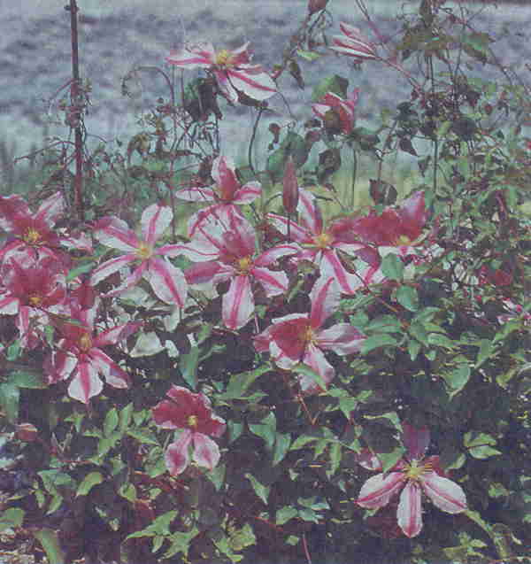 Клематисы - _108eh.jpg