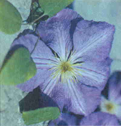 Клематисы - _125eh.jpg