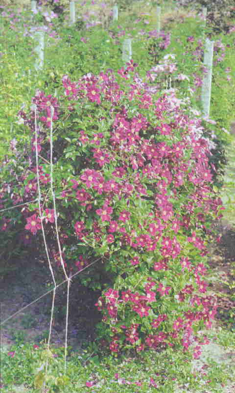 Клематисы - _140eh.jpg