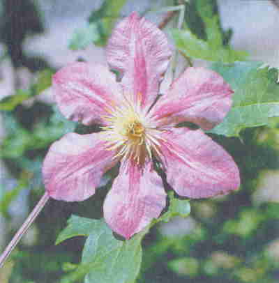 Клематисы - _144eh.jpg