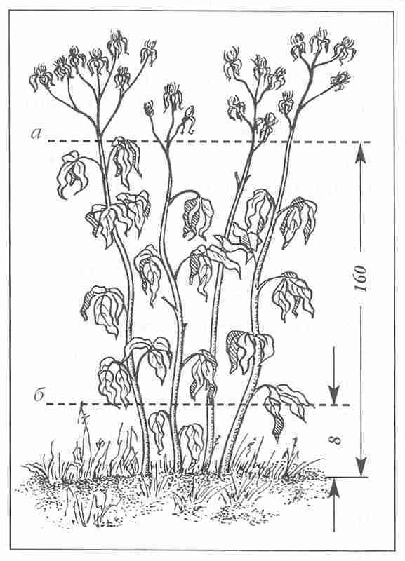 Клематисы - _160eh.jpg