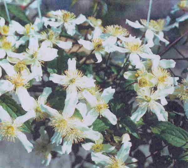 Клематисы - _84eh.jpg