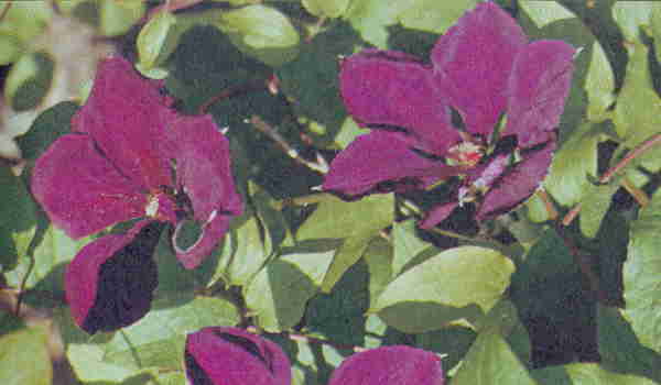 Клематисы - _87aeh.jpg