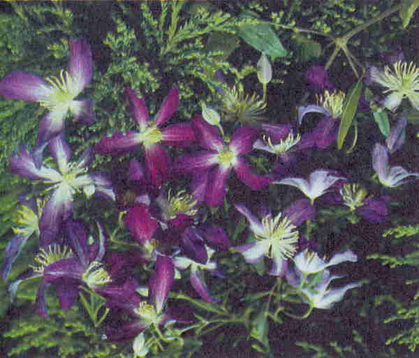 Клематисы - _91eh.jpg