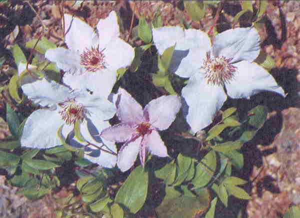 Клематисы - _94eh.jpg