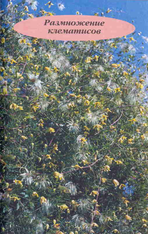 Клематисы - _181eh.jpg