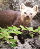  Федорчук Виктор Николаевич - Стихи о свободной природе (Из книги 