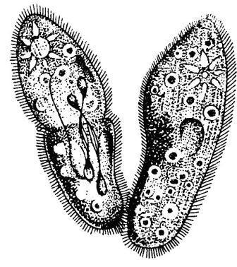 Борис Александрович Трофимов - _31.jpg