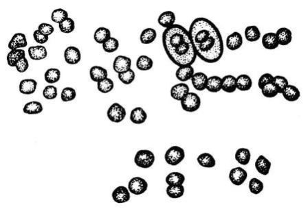 Борис Александрович Трофимов - _25.jpg