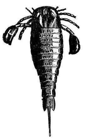 Борис Александрович Трофимов - _43.jpg