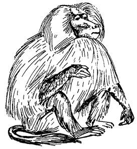 Обезьяны, обезьяны, обезьяны... - _29.jpg