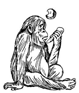 Обезьяны, обезьяны, обезьяны... - _44.jpg