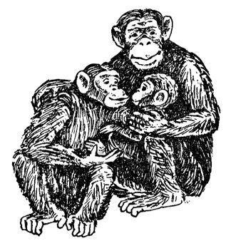 Обезьяны, обезьяны, обезьяны... - _57.jpg