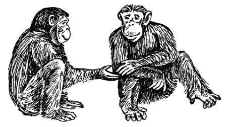 Обезьяны, обезьяны, обезьяны... - _58.jpg