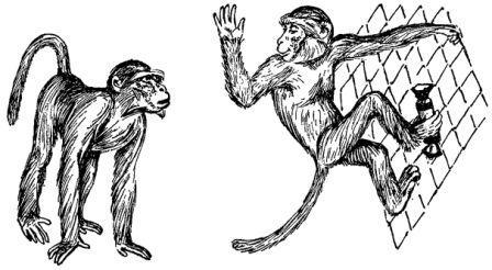 Обезьяны, обезьяны, обезьяны... - _6.jpg