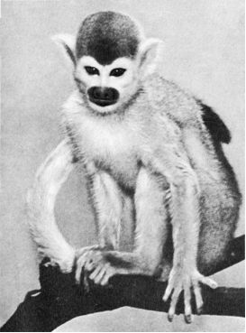 Обезьяны, обезьяны, обезьяны... - _74.jpg