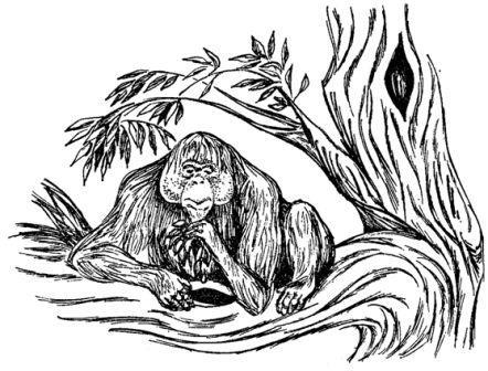 Обезьяны, обезьяны, обезьяны... - _42.jpg