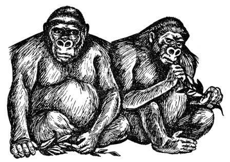 Обезьяны, обезьяны, обезьяны... - _48.jpg