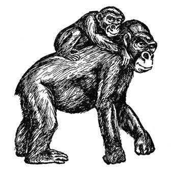 Обезьяны, обезьяны, обезьяны... - _49.jpg