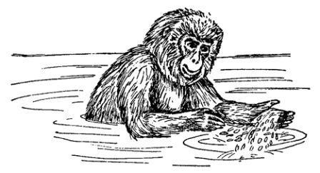 Обезьяны, обезьяны, обезьяны... - _69.jpg