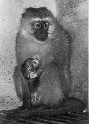 Обезьяны, обезьяны, обезьяны... - _79.jpg