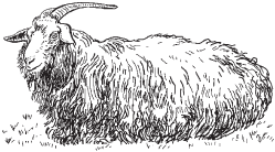 Полный справочник животновода - _44.jpg