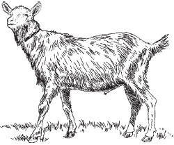 Полный справочник животновода - _42.jpg