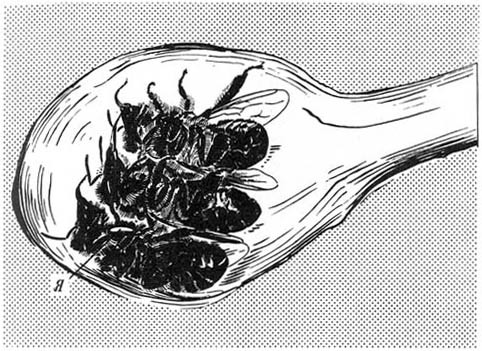 Из жизни пчёл - _116.jpg