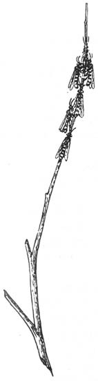 Из жизни пчёл - _124.jpg