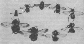 Из жизни пчёл - _128.jpg