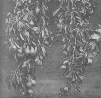 Из жизни пчёл - _21.jpg