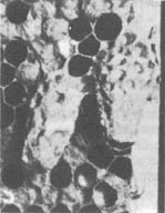 Из жизни пчёл - _29.jpg