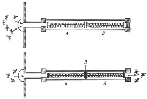 Из жизни пчёл - _38.jpg