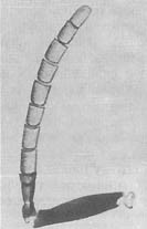 Из жизни пчёл - _44.jpg