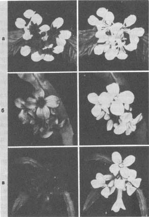 Из жизни пчёл - _53.jpg