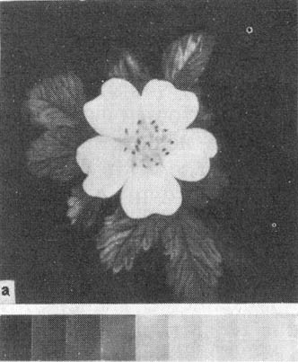 Из жизни пчёл - _55.jpg