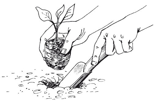 Выращивание основных видов овощных культур. Технология богатых урожаев - i_020.jpg