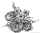 Выращивание основных видов овощных культур. Технология богатых урожаев - i_024.jpg