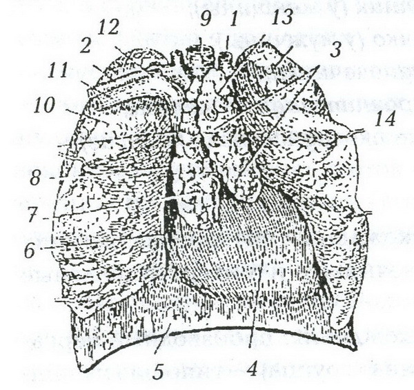 Щит нашего организма: лечим щитовидную железу - _2.jpg