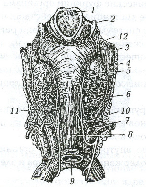 Щит нашего организма: лечим щитовидную железу - _3.jpg