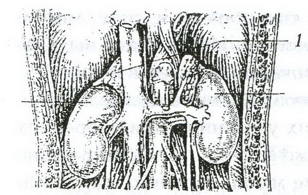 Щит нашего организма: лечим щитовидную железу - _4.jpg