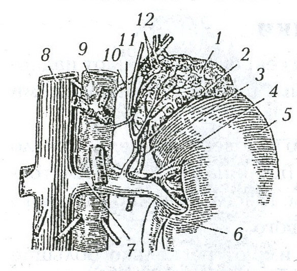 Щит нашего организма: лечим щитовидную железу - _5.jpg