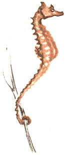 Занимательная зоология - doc2fb_image_0300001A.png