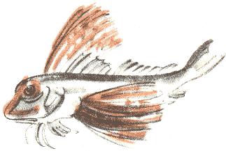 Занимательная зоология - doc2fb_image_03000037.png