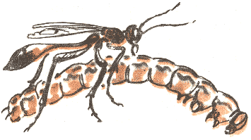 Занимательная зоология - doc2fb_image_03000046.png