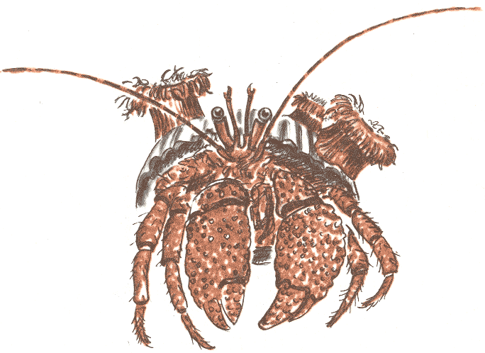 Занимательная зоология - doc2fb_image_03000052.png