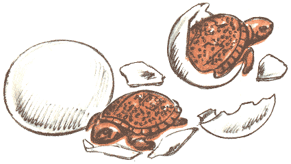 Занимательная зоология - doc2fb_image_0300006D.png