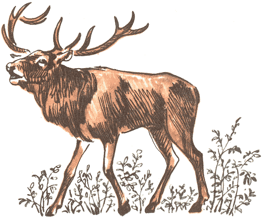 Занимательная зоология - doc2fb_image_03000074.png